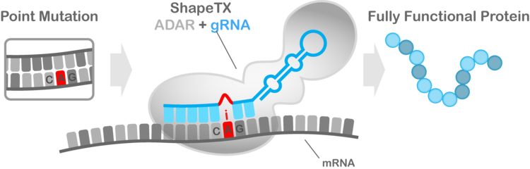 Shape Therapeutics